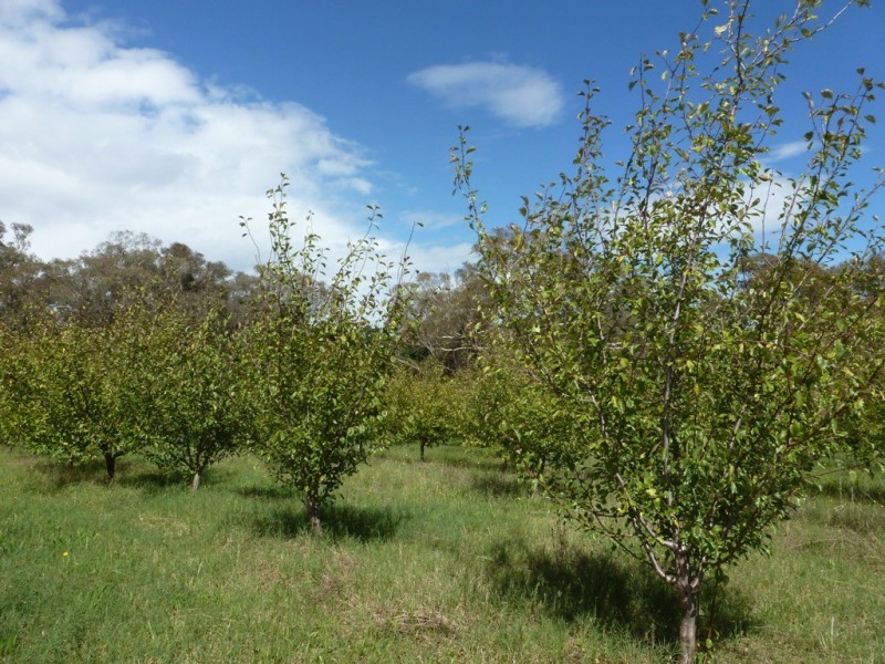 - Olympic Way, Young NSW 2594