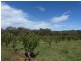 - Olympic Way, Young NSW 2594