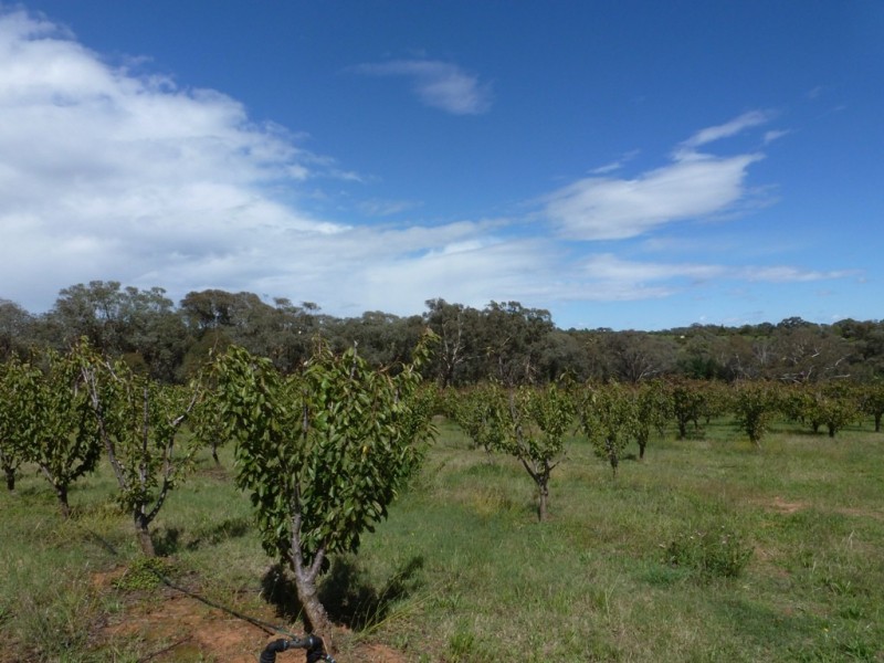 - Olympic Way, Young NSW 2594