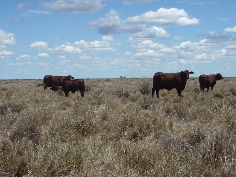 Yerrinbool and Kempsey, Hay NSW 2711