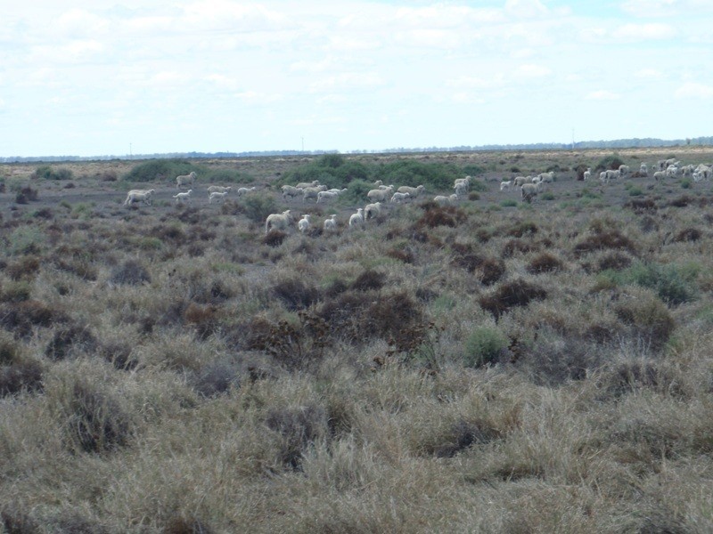 Yerrinbool and Kempsey, Hay NSW 2711