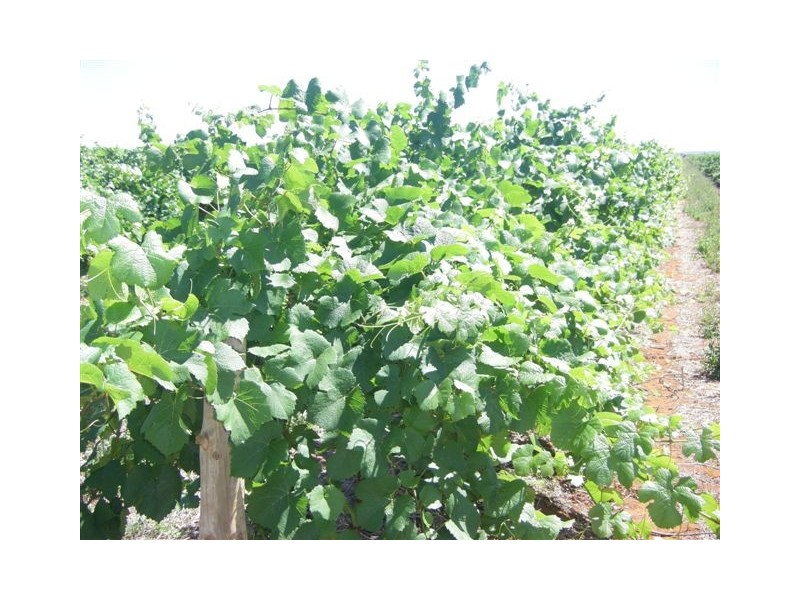 Yenda NSW 2681