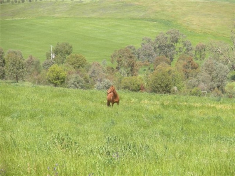 371 Stoney Park Road, Burrumbuttock NSW 2642