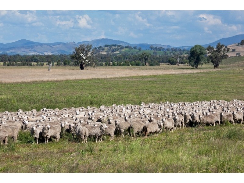 “Aberfeldy” Hume Freeway, Holbrook NSW 2644