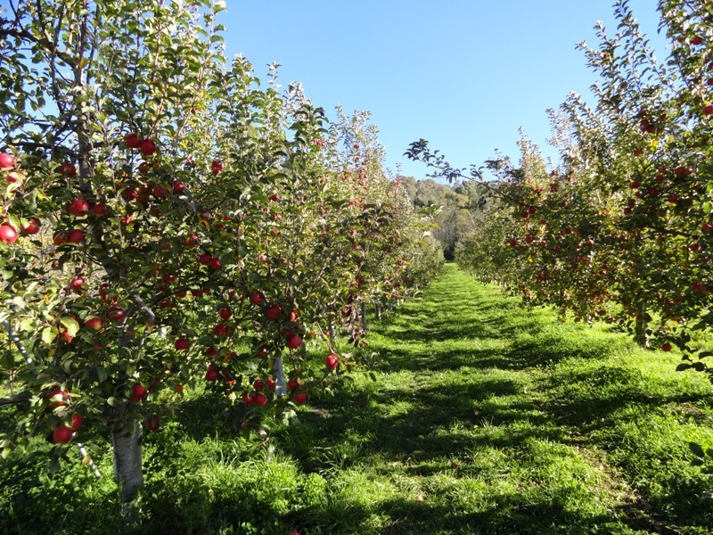 Lot 5 and 26 Cue Springs Road, Stanley VIC 3747
