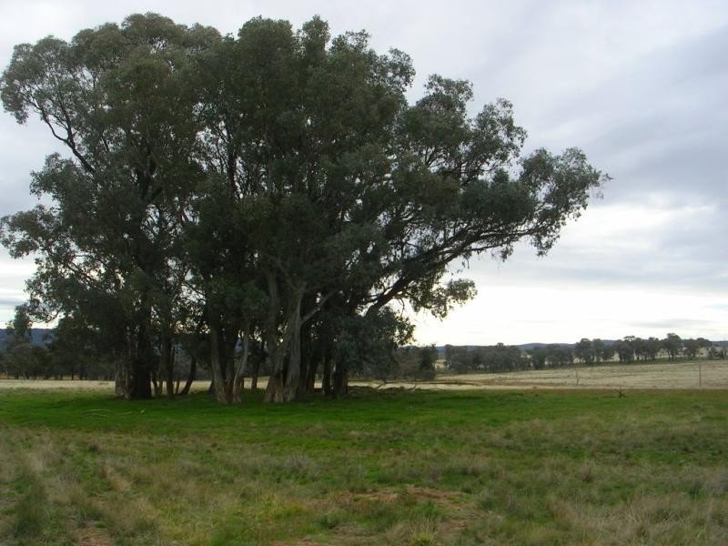 - Fernhill Road, Crowther NSW 2803
