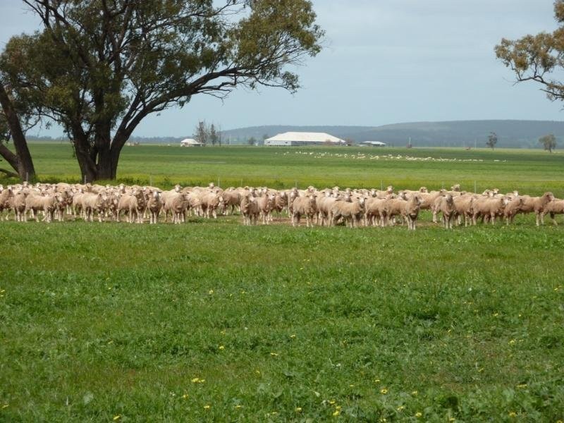 - N/ A Bulloak Tank Road, Narrandera NSW 2700