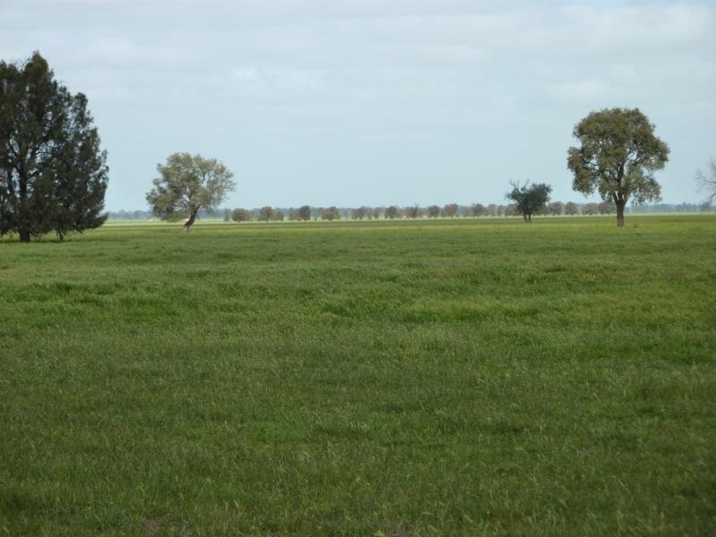 - N/ A Bulloak Tank Road, Narrandera NSW 2700