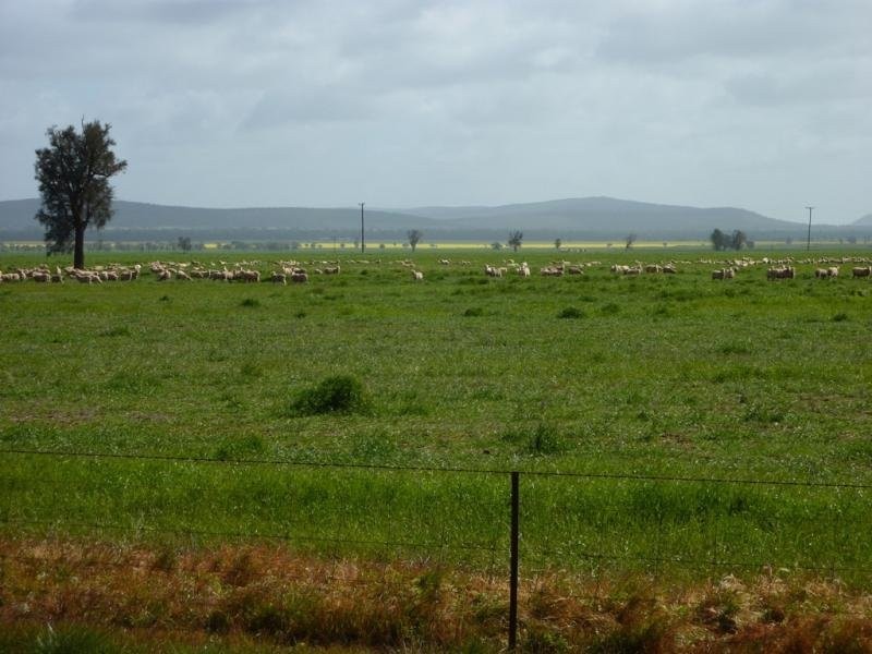 - N/ A Bulloak Tank Road, Narrandera NSW 2700