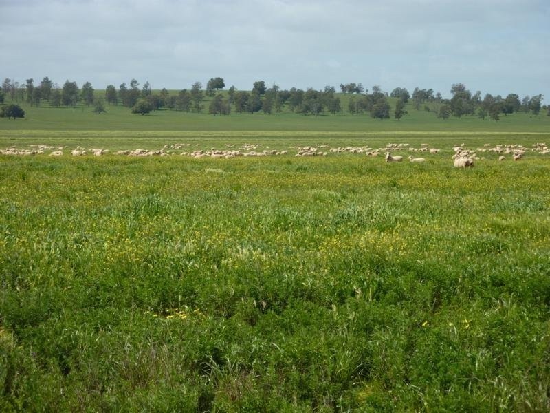 - N/ A Bulloak Tank Road, Narrandera NSW 2700