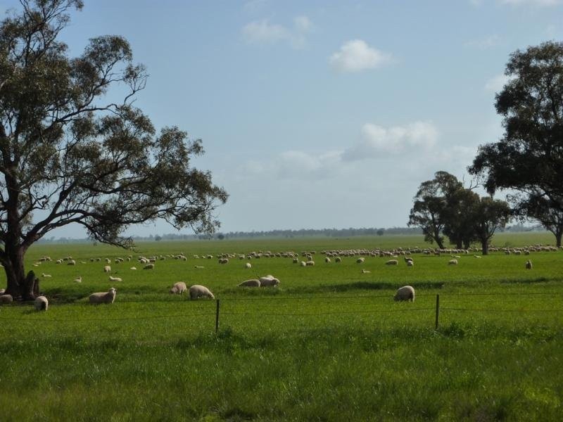 - N/ A Bulloak Tank Road, Narrandera NSW 2700