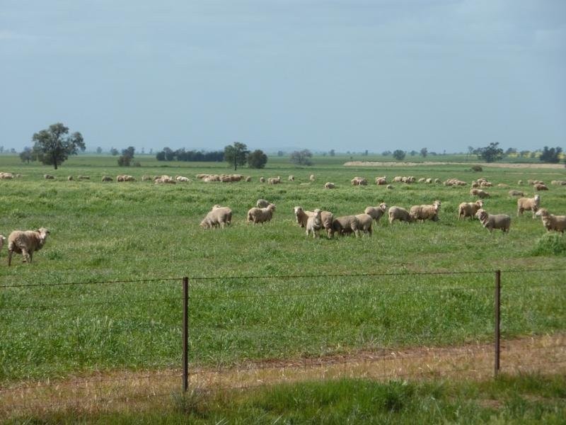 - N/ A Bulloak Tank Road, Narrandera NSW 2700