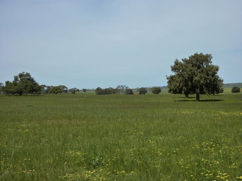 300 Mandalay Road, Narrandera NSW 2700