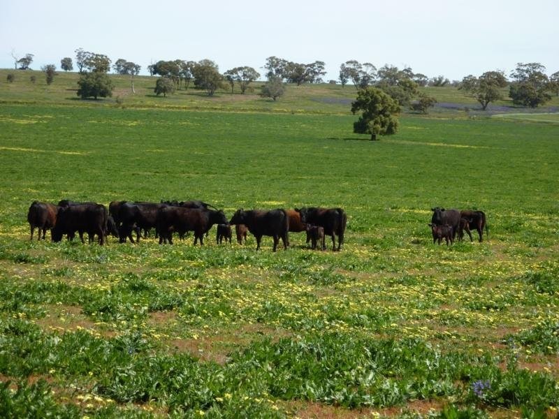 300 Mandalay Road, Narrandera NSW 2700