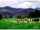 Tallangatta Valley VIC 3701
