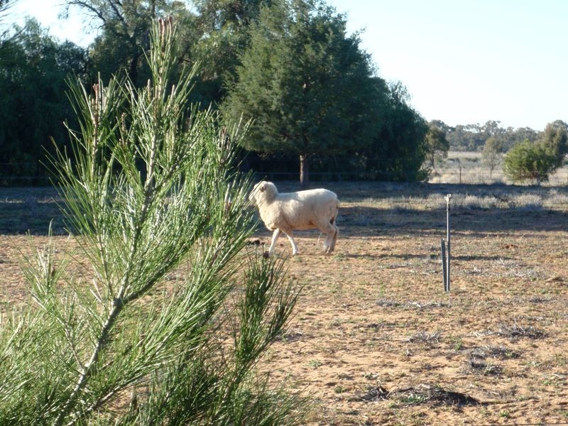 Cobb Highway, Booroorban NSW 2710