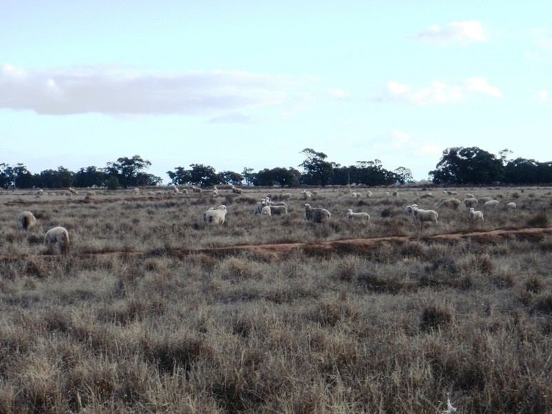 Deniliquin NSW 2710