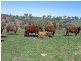 - Fish River Rd, Crookwell NSW 2583