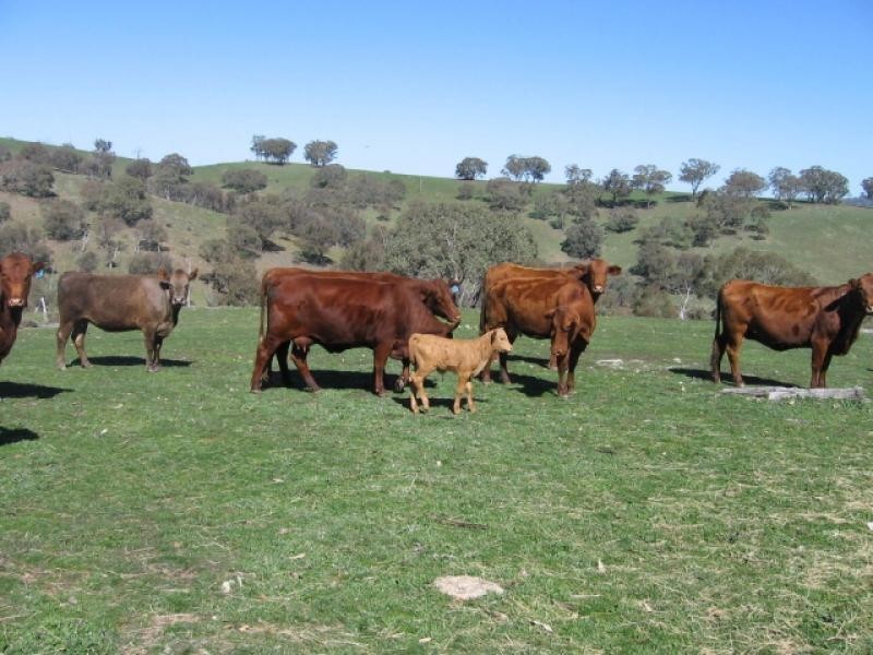 - Fish River Rd, Crookwell NSW 2583