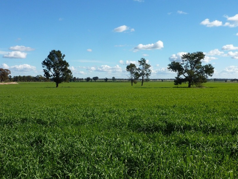 50 Lestefield Lane, Coolamon NSW 2701