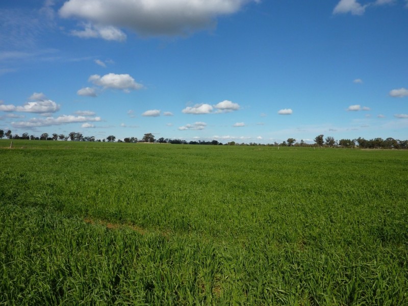 50 Lestefield Lane, Coolamon NSW 2701