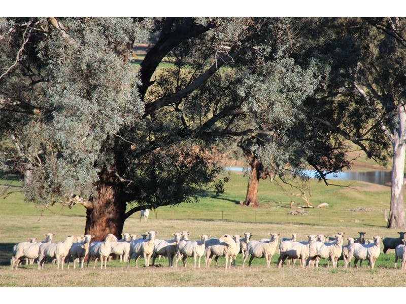 Kelloe Mains Hume Highway, Albury NSW 2640