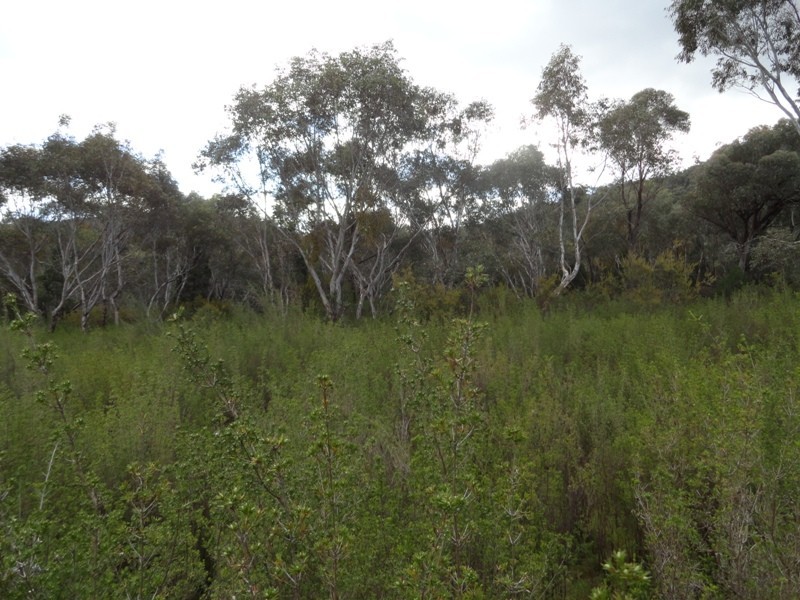 Lot 5 Dora Dora Estate, River Road, Talmalmo NSW 2640