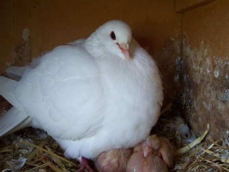 - N/ A Tumbarumba Road Carabost Via, Wagga Wagga NSW 2650