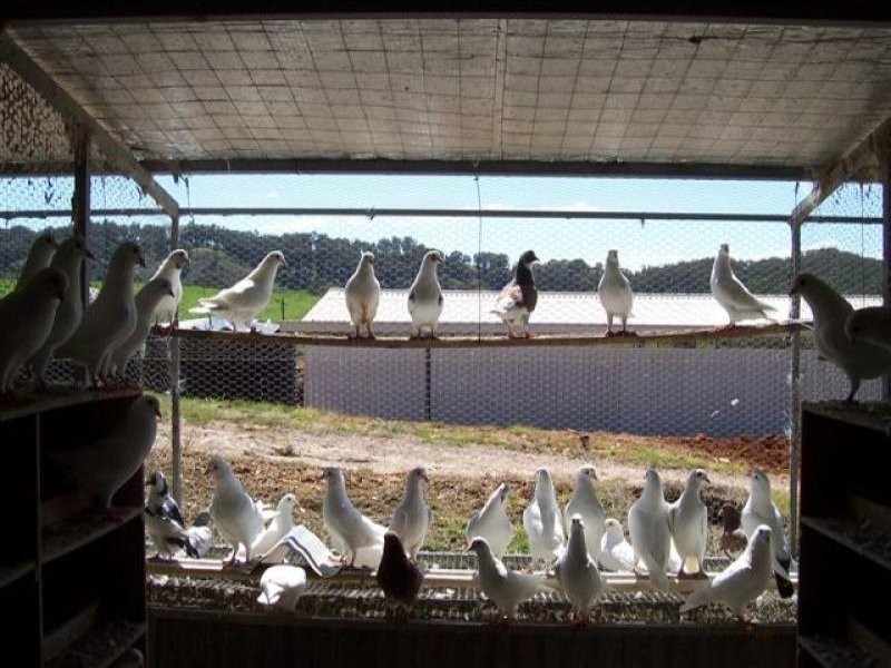 - N/ A Tumbarumba Road Carabost Via, Wagga Wagga NSW 2650