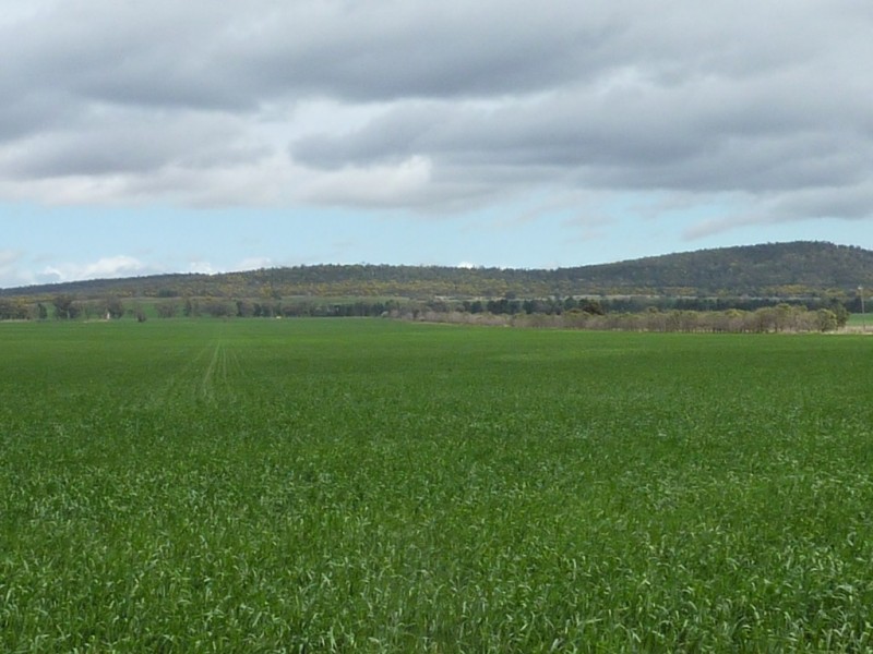 - N/ A Barellan Road Colinroobie Via, Narrandera NSW 2700