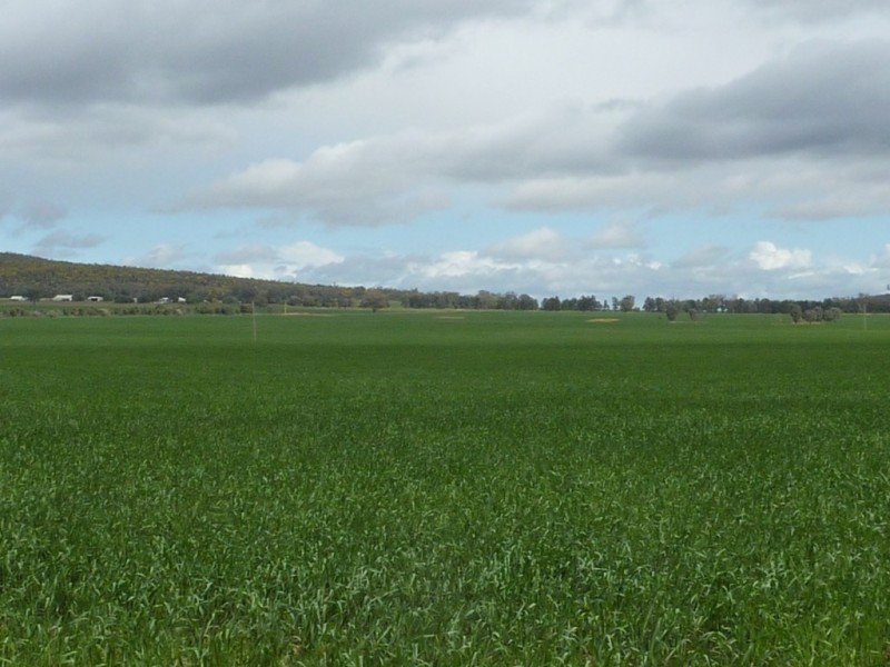 - N/ A Barellan Road Colinroobie Via, Narrandera NSW 2700