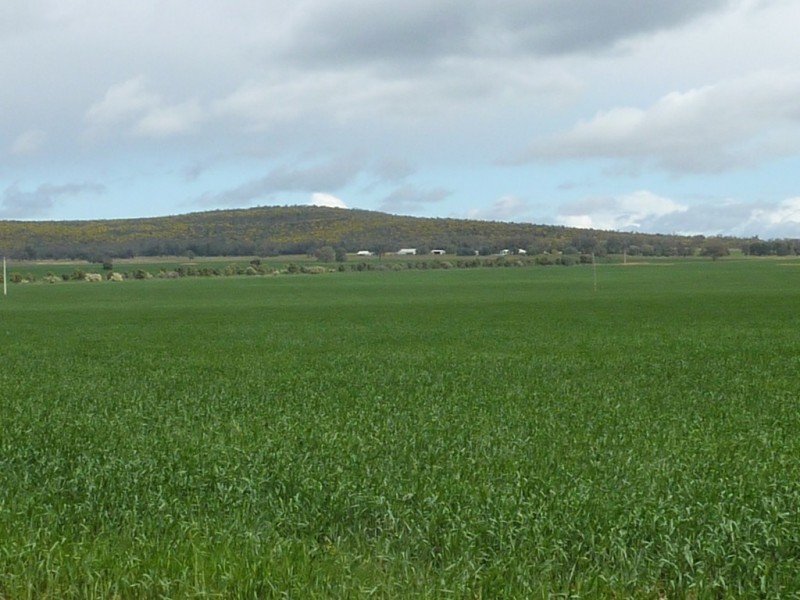 - N/ A Barellan Road Colinroobie Via, Narrandera NSW 2700