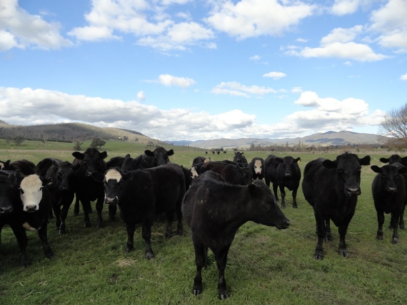 Brownes Lane, Rosewhite VIC 3737