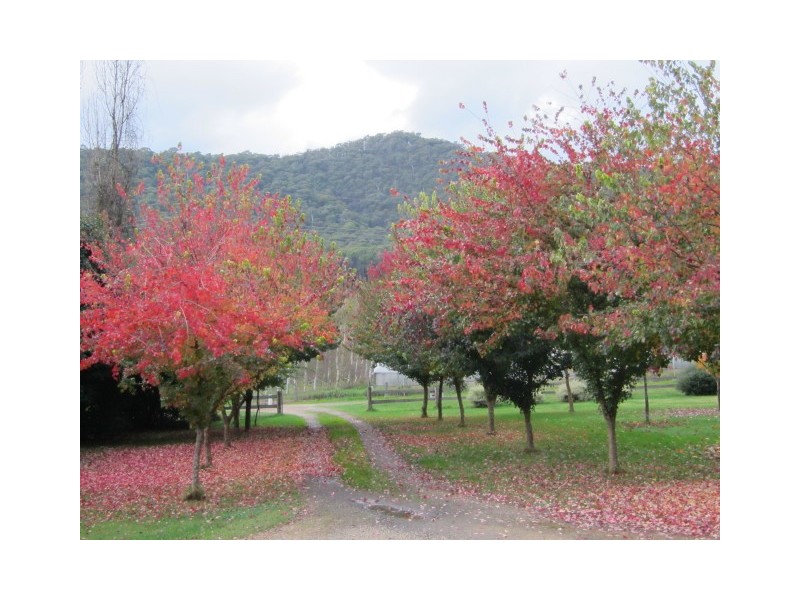 780 Morses Creek Road, Wandiligong VIC 3744