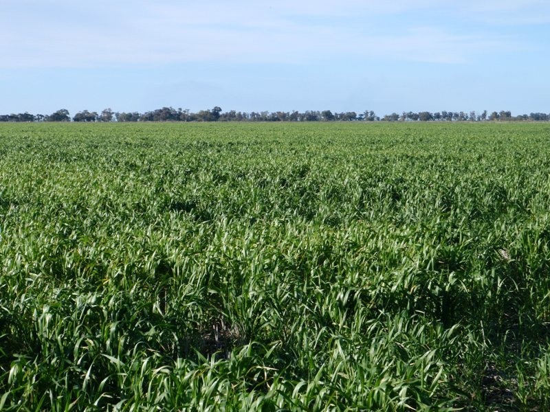 Yarrimbah Newell Highway, Jerilderie NSW 2716