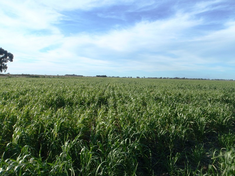 Yarrimbah Newell Highway, Jerilderie NSW 2716