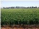 Finley NSW 2713