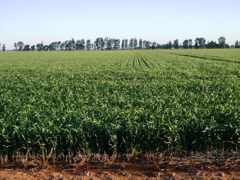 Finley NSW 2713