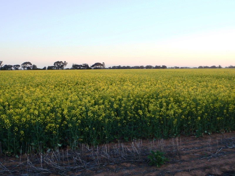 Finley NSW 2713
