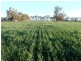 Finley NSW 2713