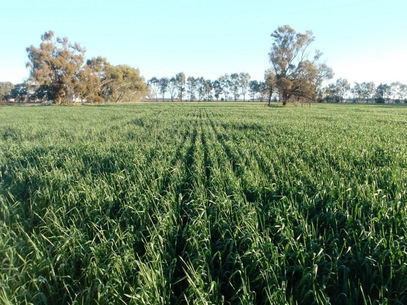 Finley NSW 2713
