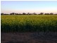 Finley NSW 2713