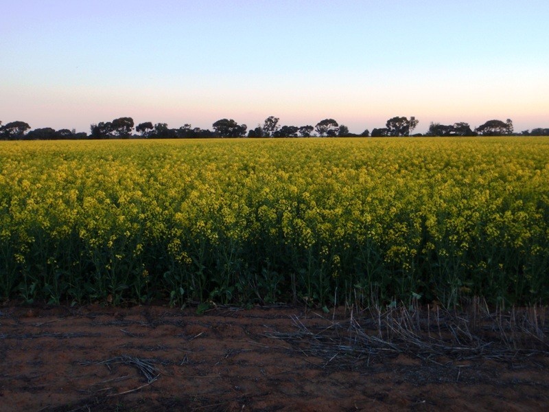 Finley NSW 2713