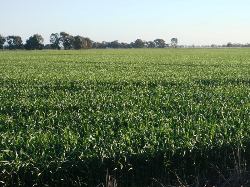 Finley NSW 2713