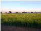 Finley NSW 2713