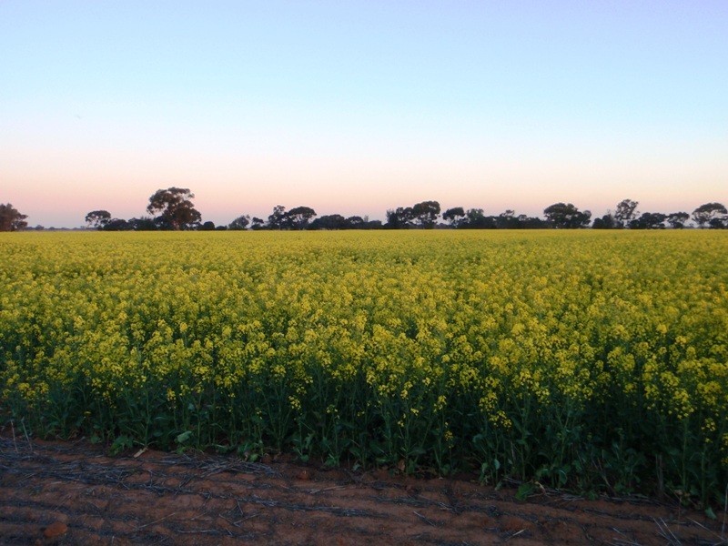 Finley NSW 2713