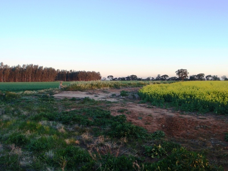Finley NSW 2713