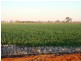 Finley NSW 2713