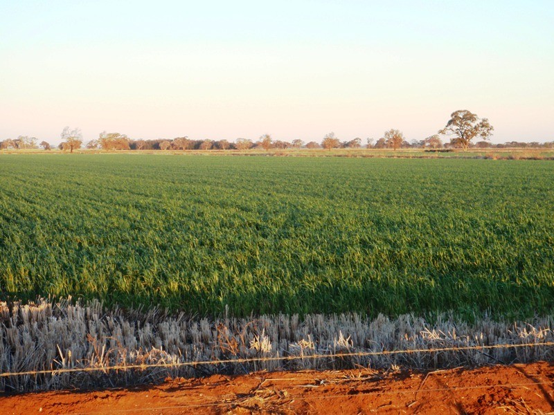 Finley NSW 2713