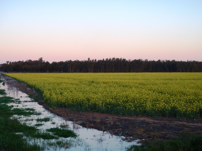 Finley NSW 2713